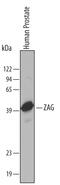 Alpha-2-Glycoprotein 1, Zinc-Binding antibody, AF4764, R&D Systems, Western Blot image 