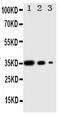Wnt Family Member 2B antibody, PA1985, Boster Biological Technology, Western Blot image 
