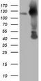NEDD9-interacting protein with calponin homology and LIM domains antibody, LS-C115726, Lifespan Biosciences, Western Blot image 