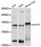 ArfGAP With RhoGAP Domain, Ankyrin Repeat And PH Domain 2 antibody, LS-C747401, Lifespan Biosciences, Western Blot image 