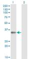 Ring Finger Protein 212 antibody, H00285498-M01, Novus Biologicals, Western Blot image 