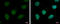 Period Circadian Regulator 2 antibody, GTX631397, GeneTex, Immunocytochemistry image 