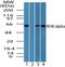 RAR Related Orphan Receptor A antibody, PA5-23268, Invitrogen Antibodies, Western Blot image 