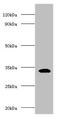 CD74 antibody, A54780-100, Epigentek, Western Blot image 