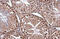 Embryonic Ectoderm Development antibody, GTX634650, GeneTex, Immunohistochemistry paraffin image 