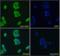 Fibrillin 1 antibody, orb20385, Biorbyt, Immunofluorescence image 