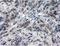 Interleukin 3 antibody, NBP1-47806, Novus Biologicals, Immunohistochemistry paraffin image 