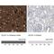 Doublecortin Like Kinase 1 antibody, NBP2-48530, Novus Biologicals, Immunohistochemistry paraffin image 