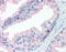 Folate Hydrolase 1 antibody, 51-036, ProSci, Immunohistochemistry frozen image 