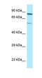 Sp9 Transcription Factor antibody, orb326492, Biorbyt, Western Blot image 