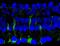 Tyrosine 3-Monooxygenase/Tryptophan 5-Monooxygenase Activation Protein Beta antibody, P02431, Boster Biological Technology, Immunohistochemistry paraffin image 