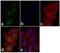 AKT1 Substrate 1 antibody, AHO1031, Invitrogen Antibodies, Immunofluorescence image 