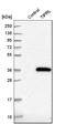 TOR Signaling Pathway Regulator antibody, HPA027995, Atlas Antibodies, Western Blot image 