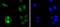 RELB Proto-Oncogene, NF-KB Subunit antibody, A00836, Boster Biological Technology, Immunocytochemistry image 