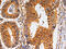 Cyclin Dependent Kinase 6 antibody, CSB-PA871419, Cusabio, Immunohistochemistry paraffin image 
