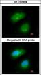 MAP kinase-activated protein kinase 5 antibody, LS-C185924, Lifespan Biosciences, Immunocytochemistry image 