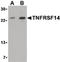 TNF Receptor Superfamily Member 14 antibody, LS-B607, Lifespan Biosciences, Western Blot image 