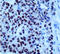 POU Class 5 Homeobox 1 antibody, AM03171SU-N, Origene, Immunohistochemistry frozen image 