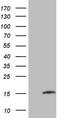 Matrix Gla Protein antibody, LS-C339957, Lifespan Biosciences, Western Blot image 