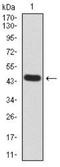 Transthyretin antibody, NBP2-52576, Novus Biologicals, Western Blot image 