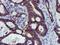 Spermine Synthase antibody, NBP2-00900, Novus Biologicals, Immunohistochemistry frozen image 