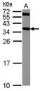 Crystallin Mu antibody, NBP1-31994, Novus Biologicals, Western Blot image 