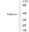 Flotillin 2 antibody, LS-B11418, Lifespan Biosciences, Western Blot image 