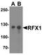 Regulatory Factor X1 antibody, A04392, Boster Biological Technology, Western Blot image 