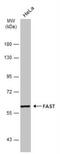 Fas Activated Serine/Threonine Kinase antibody, NBP2-16434, Novus Biologicals, Western Blot image 