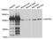 Leucine Rich Pentatricopeptide Repeat Containing antibody, MBS128840, MyBioSource, Western Blot image 