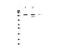 Inositol Polyphosphate-5-Phosphatase D antibody, LS-C662951, Lifespan Biosciences, Western Blot image 