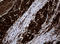 NME/NM23 Nucleoside Diphosphate Kinase 1 antibody, LS-C175580, Lifespan Biosciences, Immunohistochemistry frozen image 