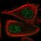 Actin Binding LIM Protein Family Member 3 antibody, PA5-51874, Invitrogen Antibodies, Immunofluorescence image 