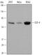 E2F Transcription Factor 4 antibody, AF5139, R&D Systems, Western Blot image 