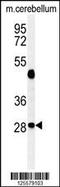 Ras Related GTP Binding D antibody, 61-732, ProSci, Western Blot image 