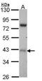 Serine/Threonine Kinase 17a antibody, PA5-27694, Invitrogen Antibodies, Western Blot image 