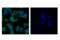 Delta Like Canonical Notch Ligand 4 antibody, 96406S, Cell Signaling Technology, Immunocytochemistry image 