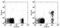 TNF Receptor Superfamily Member 13B antibody, 13-9217-82, Invitrogen Antibodies, Flow Cytometry image 