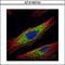 Histone Deacetylase 6 antibody, GTX100722, GeneTex, Immunocytochemistry image 