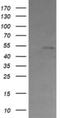 Cbl Proto-Oncogene C antibody, NBP2-45587, Novus Biologicals, Western Blot image 