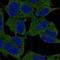 Crystallin Mu antibody, NBP2-55172, Novus Biologicals, Immunocytochemistry image 