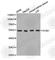 Extracellular Matrix Protein 1 antibody, A1513, ABclonal Technology, Western Blot image 