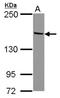 Tripartite Motif Containing 24 antibody, NBP2-20638, Novus Biologicals, Western Blot image 