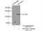 DENN Domain Containing 1A antibody, 25658-1-AP, Proteintech Group, Immunoprecipitation image 