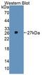 Aminoadipate Aminotransferase antibody, abx131229, Abbexa, Western Blot image 