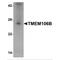 Transmembrane Protein 106B antibody, MBS150401, MyBioSource, Western Blot image 