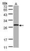 Glutathione S-transferase theta-1 antibody, PA5-22011, Invitrogen Antibodies, Western Blot image 