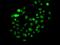 PMS1 Homolog 2, Mismatch Repair System Component antibody, orb247698, Biorbyt, Immunofluorescence image 