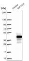 RNA Pseudouridine Synthase Domain Containing 1 antibody, NBP1-88449, Novus Biologicals, Western Blot image 