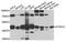 Ataxin-10 antibody, orb373248, Biorbyt, Western Blot image 